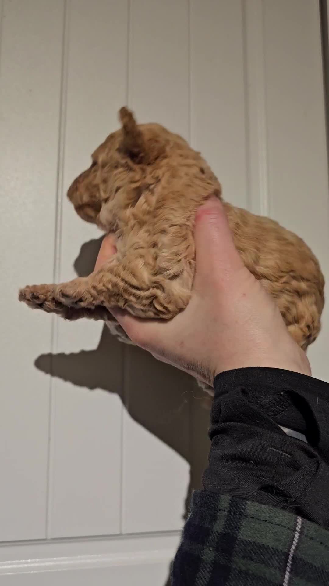 Cavapoo dogs for sale: 1 chocolate merle phantom boy available- Ready now - Video 3