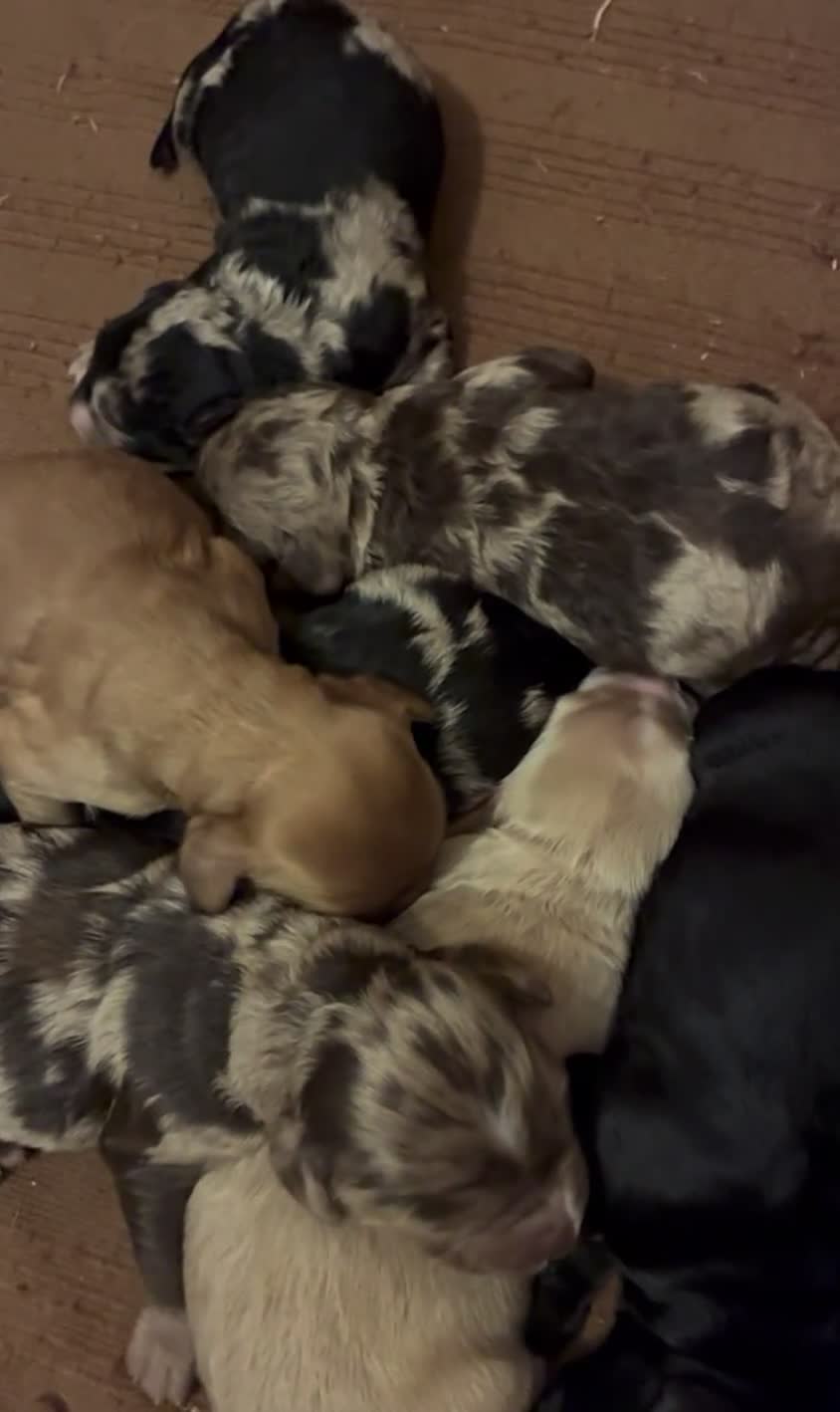 Cockapoo dogs for stud: Merle F1 Cockapoo (Proven) for stud in Penrith - Video 1