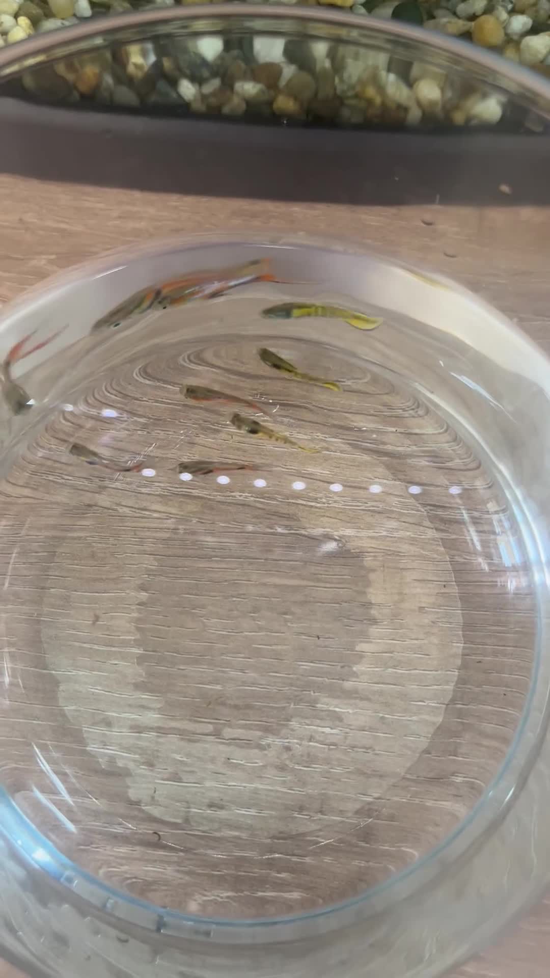 Other/Mixed Breed fish for sale: Endler Guppies in Harwich - Video 1