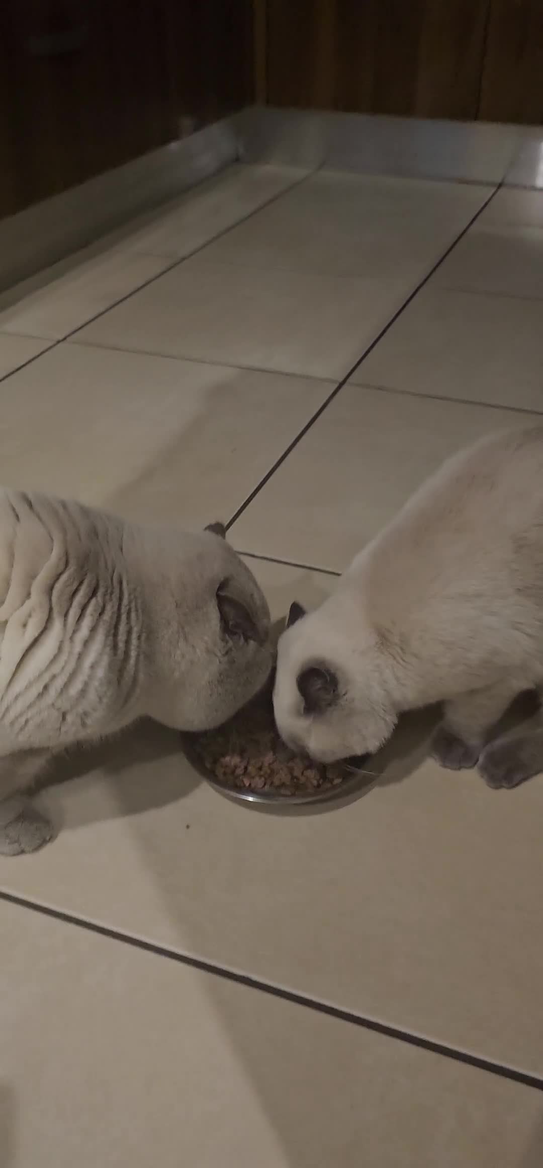 British Shorthair cats for sale: BSH Colourpointed GCCF reg., stunning male - Video 1