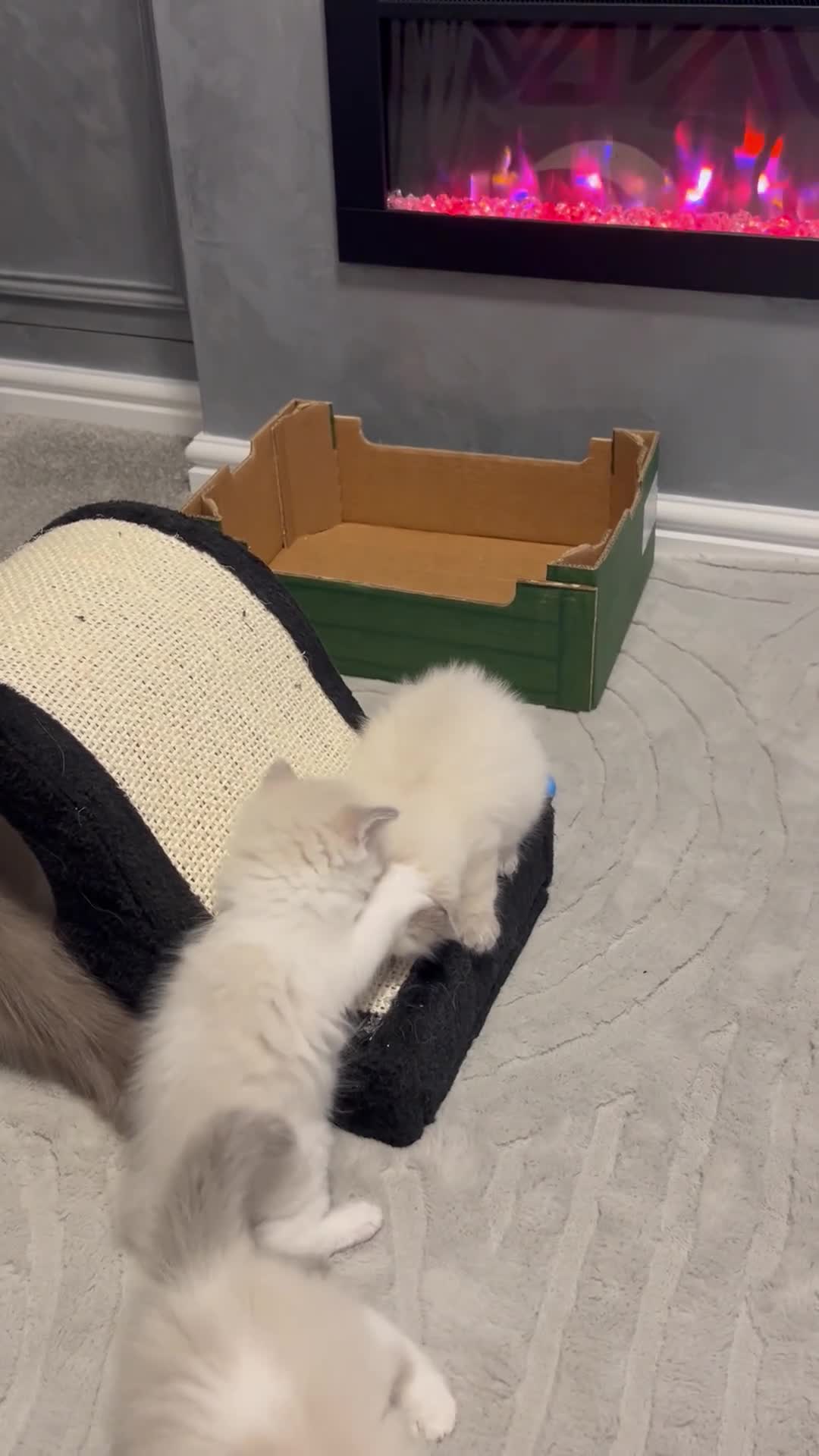 Ragdoll cats for sale: Beautiful Ragdoll Kittens in Durham - Video 4
