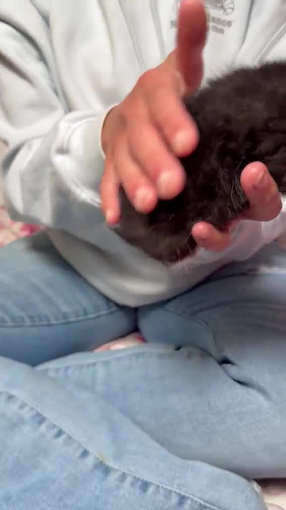 Mixed Breed cats for sale: Beautiful kittens looking for forever home  in Livingston - Video 1