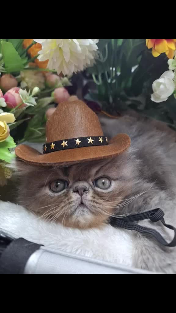 Persian cats for sale: Two beautiful boy kittens  - Video 1