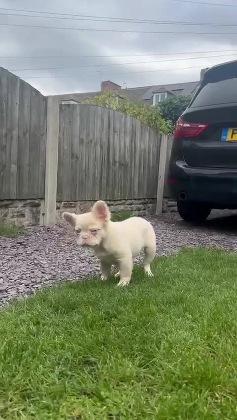 French Bulldog dogs for sale: New shade fluffy pink  - Video 1