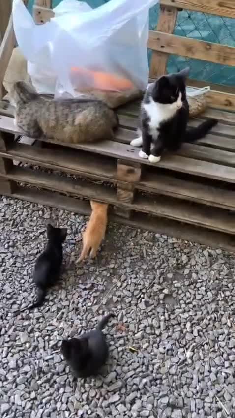 Mixed Breed dogs for adoption: 💙🐶 NICK(8 month) & ❤️🐶 MAILY (1 year)  - Video 3