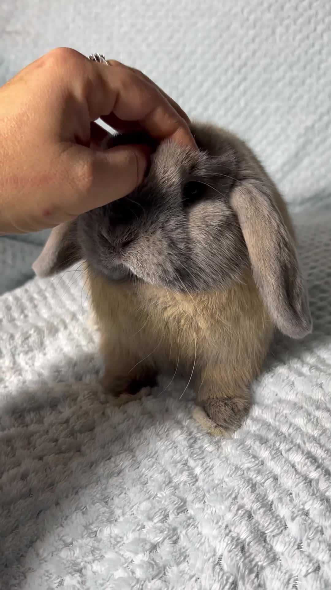 Mini Lop rabbits for sale: 🌼Pure breed Mini lop🌼  - Video 1