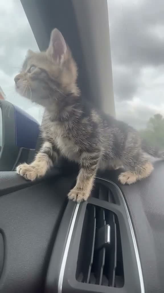 Bengal cats for sale: NALA🐆 - Video 1