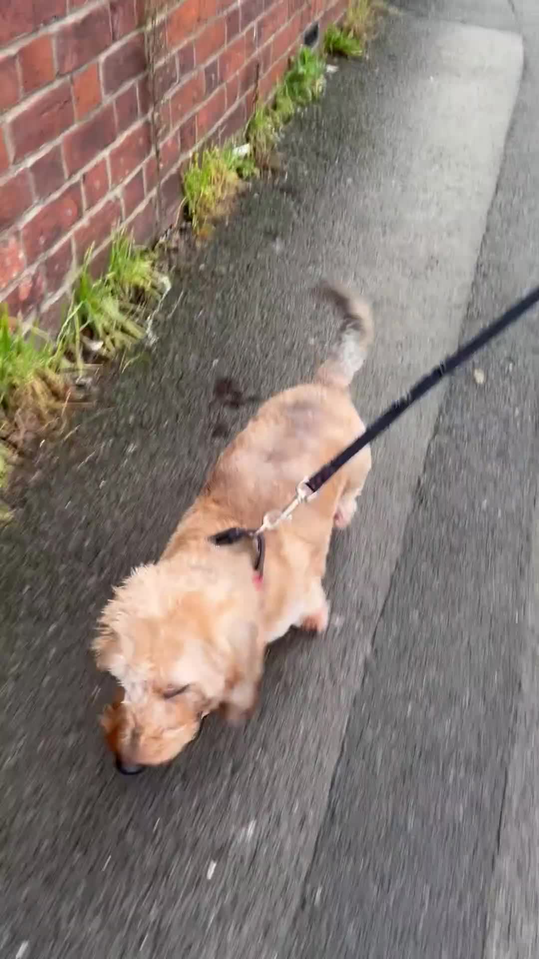 Miniature Dachshund dogs for sale: Dachshund wire haired - Video 1