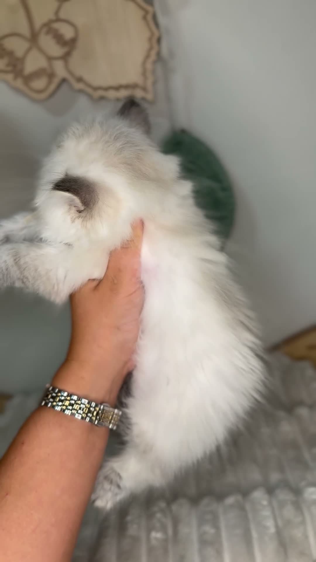 British Longhair cats for sale: Vet bred teddybear lap cats gccf - Video 1