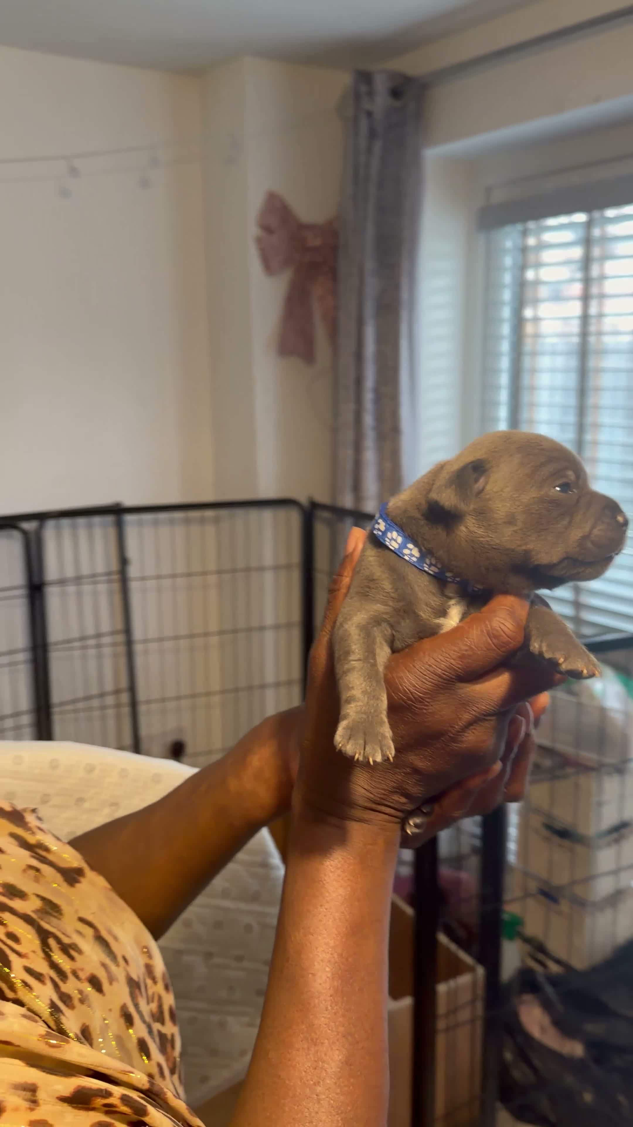 Staffordshire Bull Terrier dogs for sale: (BULLSCAFF) CHAMPION SIRED SBT puppies  - Video 4