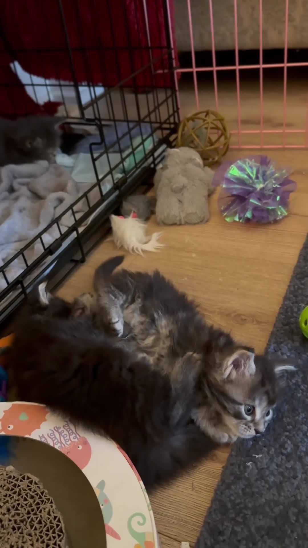 Maine Coon cats for sale: KING-SIZE MAINE COON CUBS HEALTH TESTED - Video 2