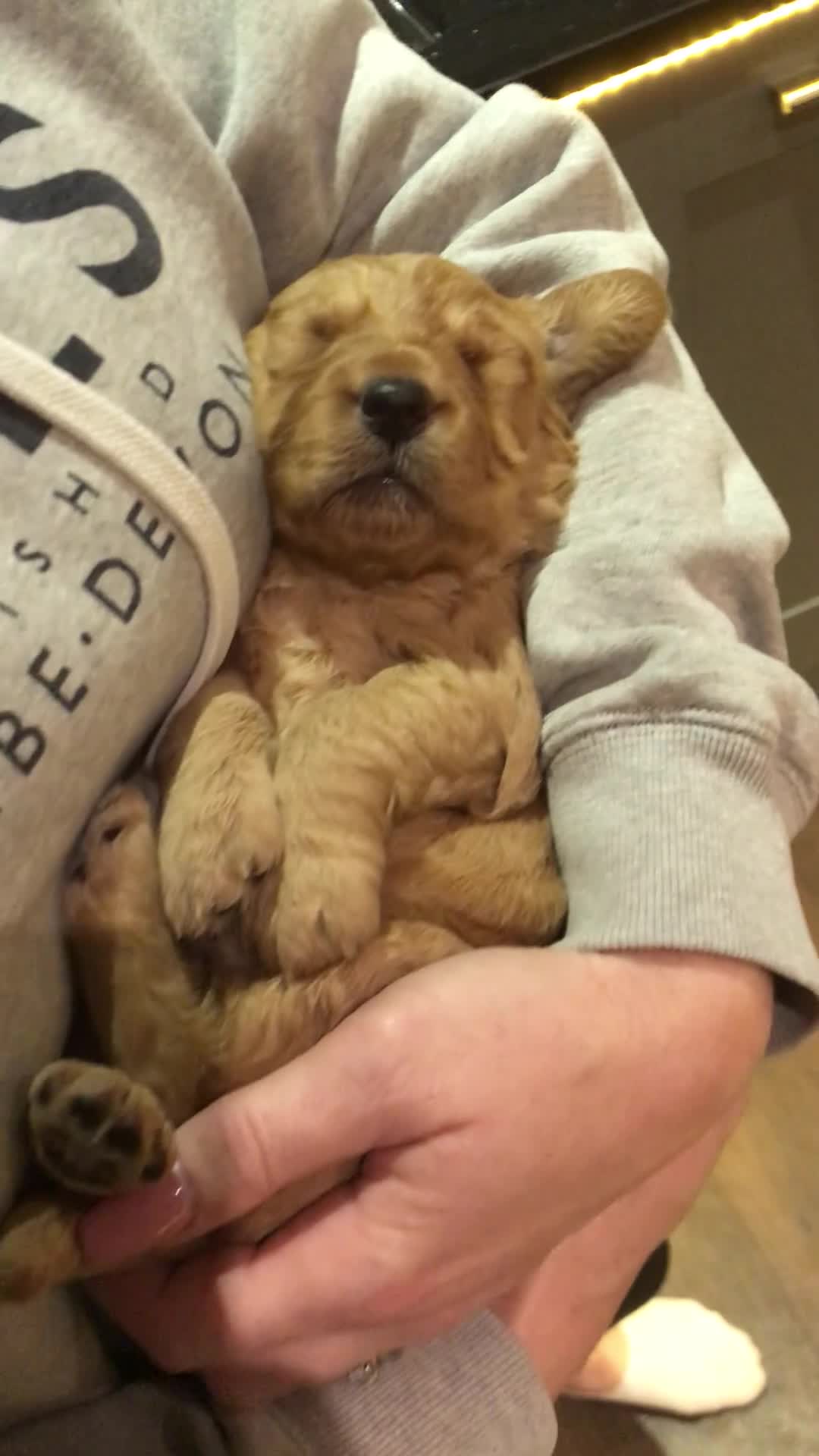 Mini Goldendoodle dogs for sale: F1 pups by a licensed breeder POLICE dog trainer - Video 1