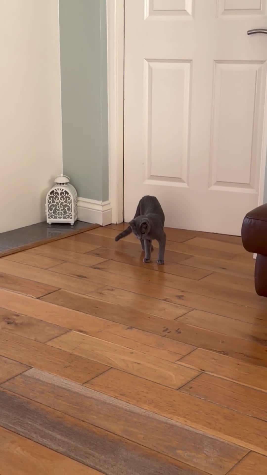 Russian Blue cats for sale: 🐾 Loving Home Needed for a Special Russian Blue🐾 - Video 2