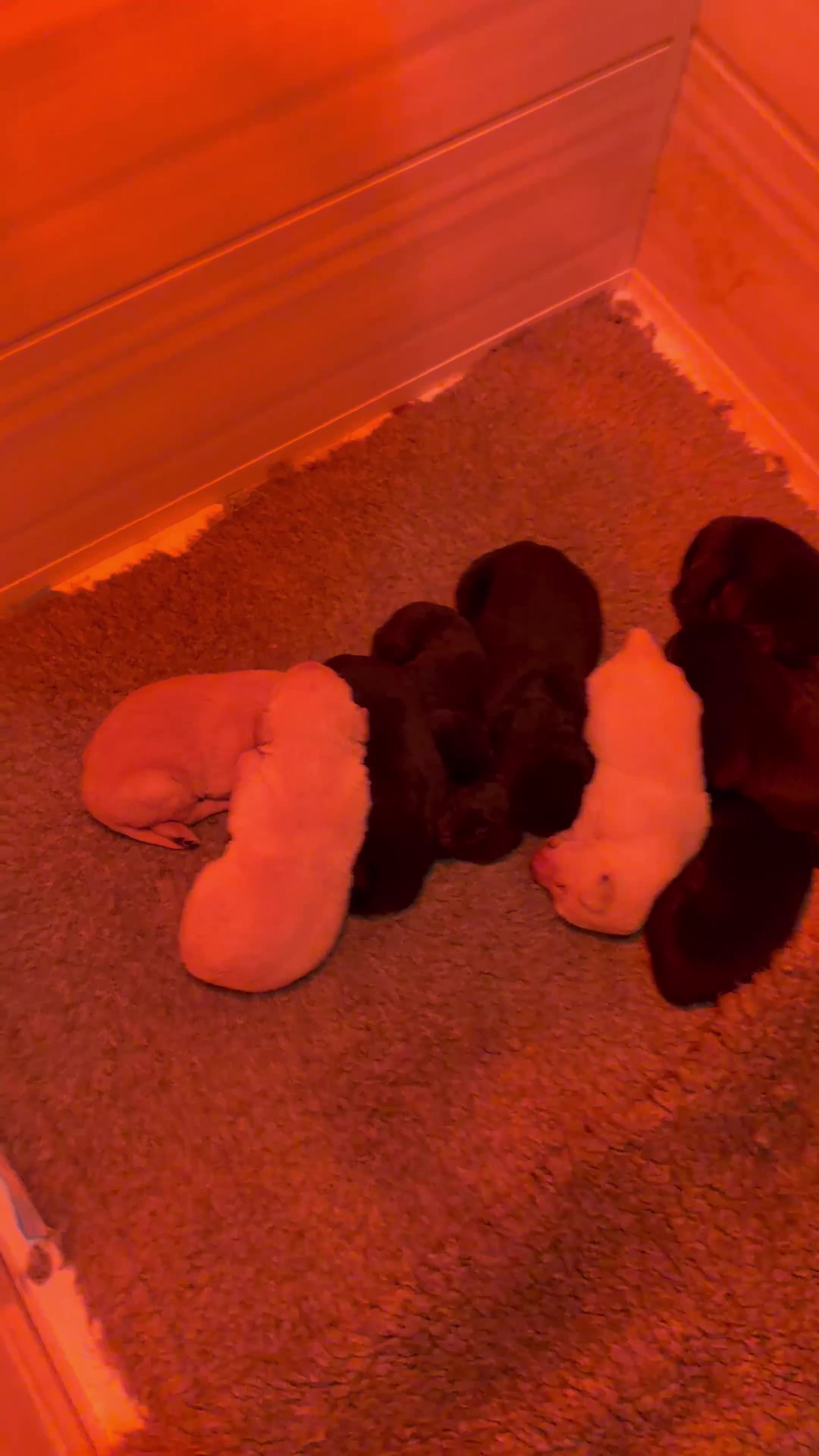 Labrador Retriever dogs for sale: KC Reg -Exceptional Labrador puppies  - Video 1