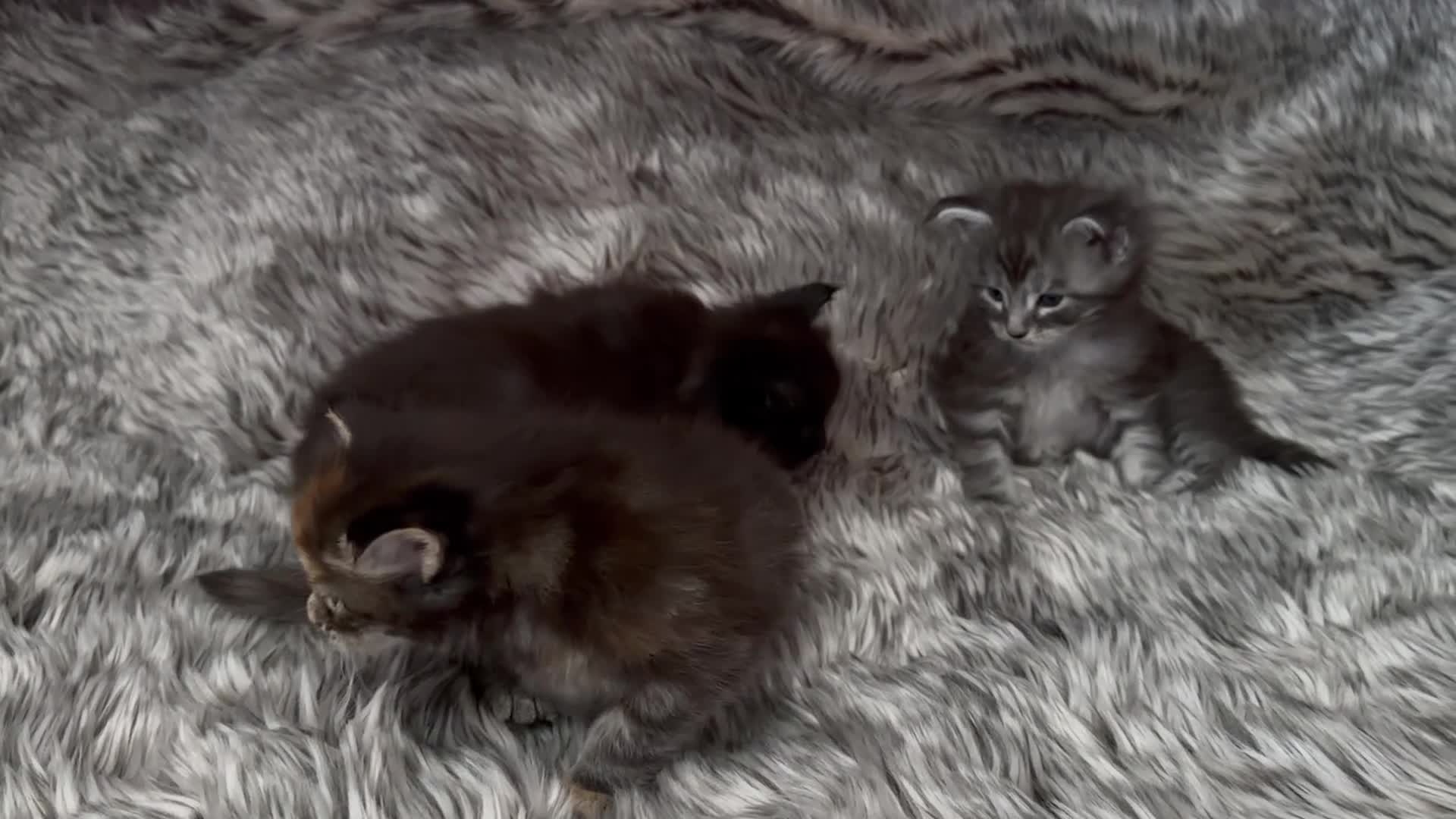 Maine Coon cats for sale: Giant Maine Coon male kittens TICA - Video 1