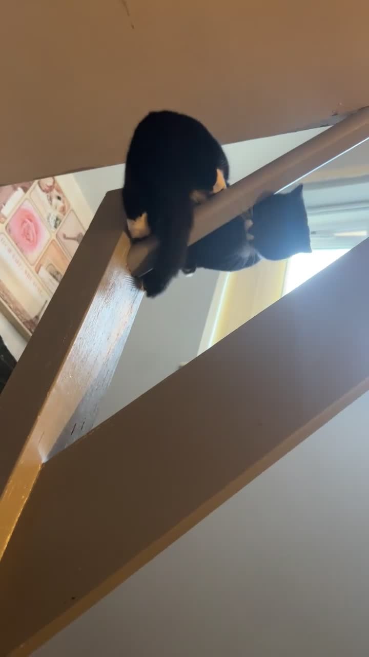 Mixed Breed cats for sale: Female cat  - Video 1