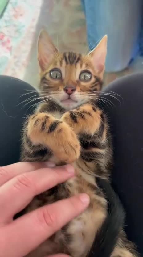 Bengal cats for sale: LUCIEN IS ON THE HUNT FOR HIS FOREVER FAMILY! - Video 1