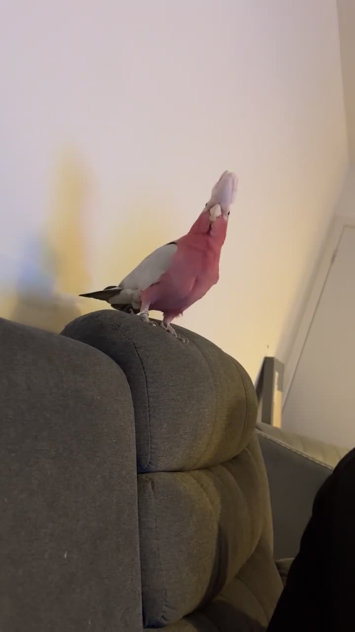 Cockatoo birds for sale: Ghala Cockatoo, and cage - Video 2