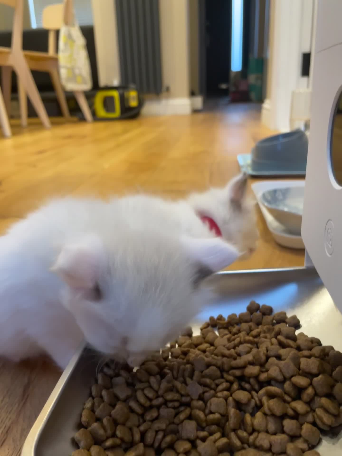 Ragdoll cats for sale: 6 Adorable Ragdoll kittens  - Video 2