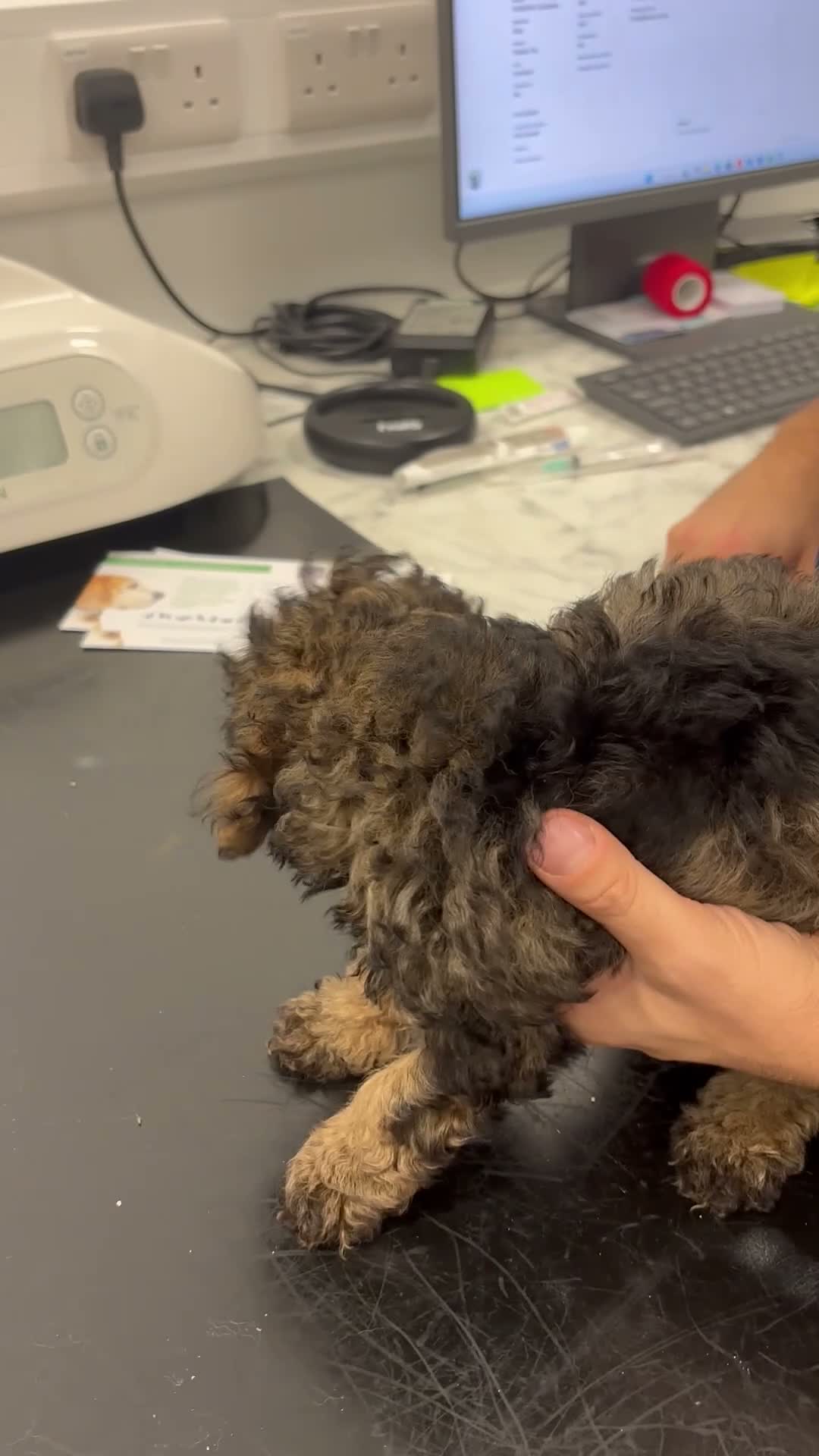 Toy Poodle dogs for sale: 3 Pedigree TOY POODLE GIRLS -ready now in Cheshire - Video 2
