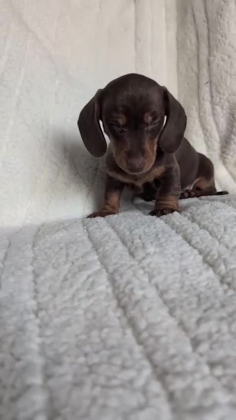 Miniature Dachshund dogs for sale: 🐾KC Registered Top Quality Chocolate & Tan boys - Video 1