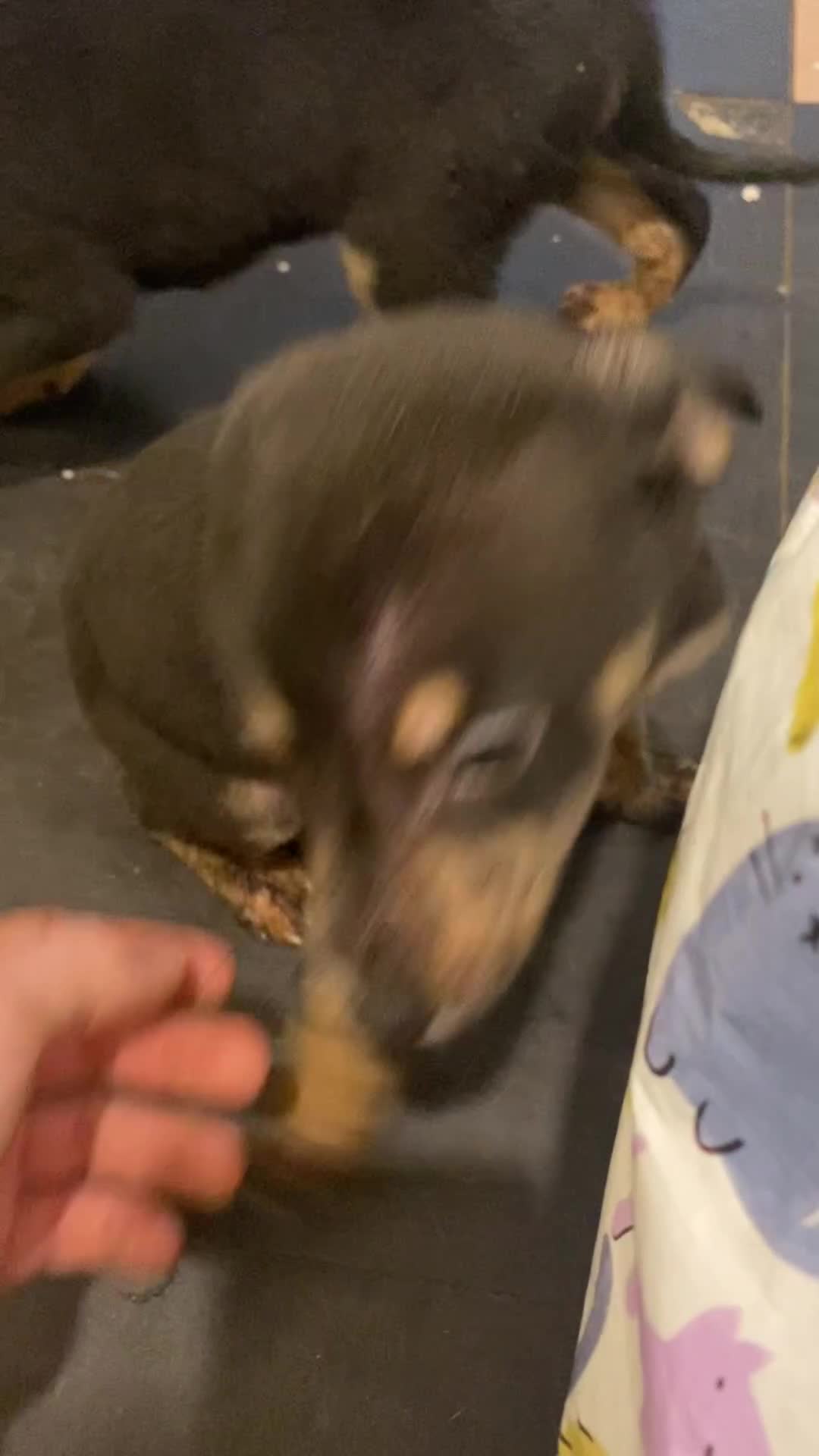 Mixed Breed dogs for sale: Whippet x  greyhound puppies - Video 4