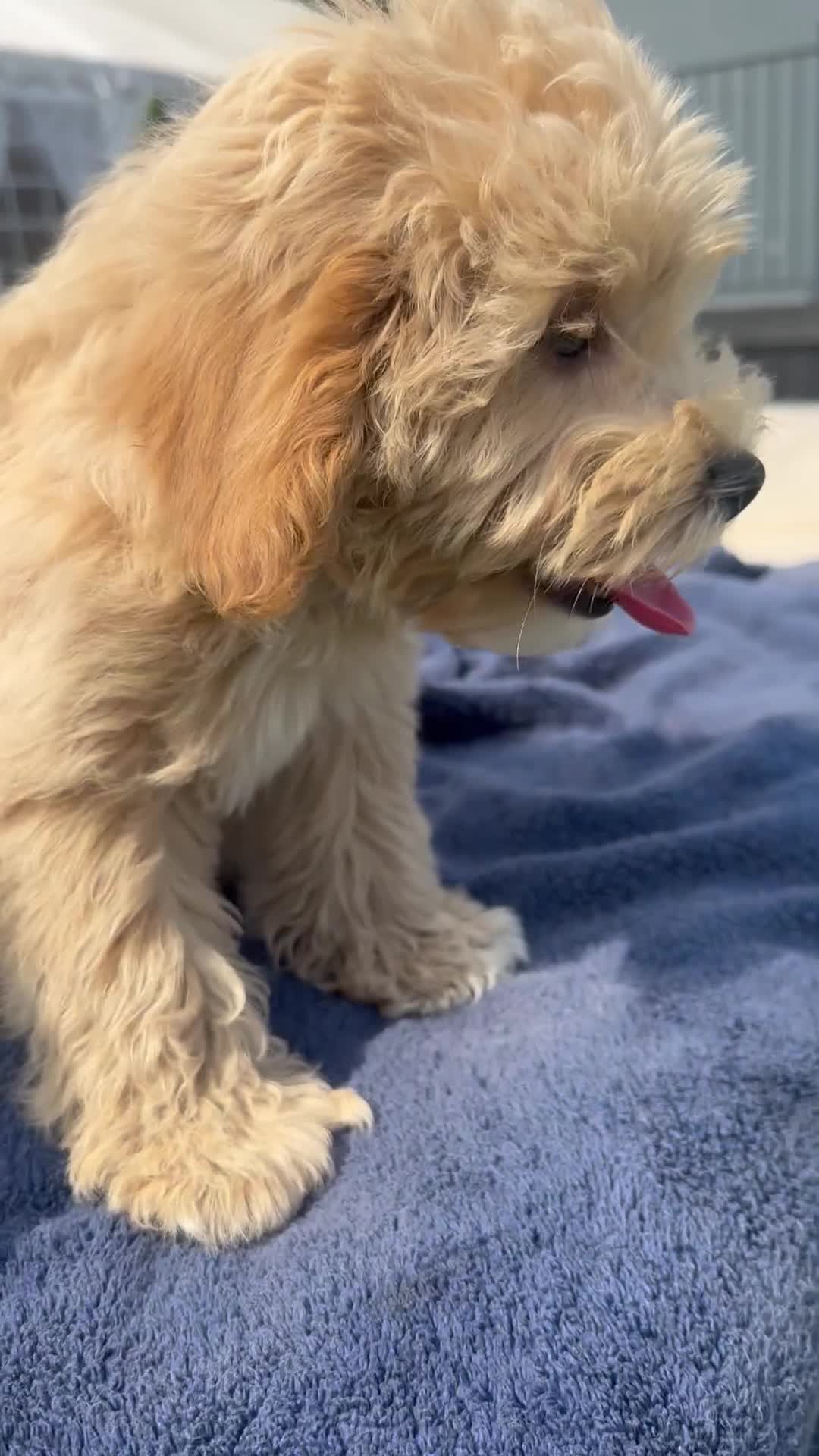 Maltipoo dogs for sale: ✨👑MALTIPOO PUPPIES 👑✨PARENTS KC✨HEALTH TESTED ✨ - Video 2
