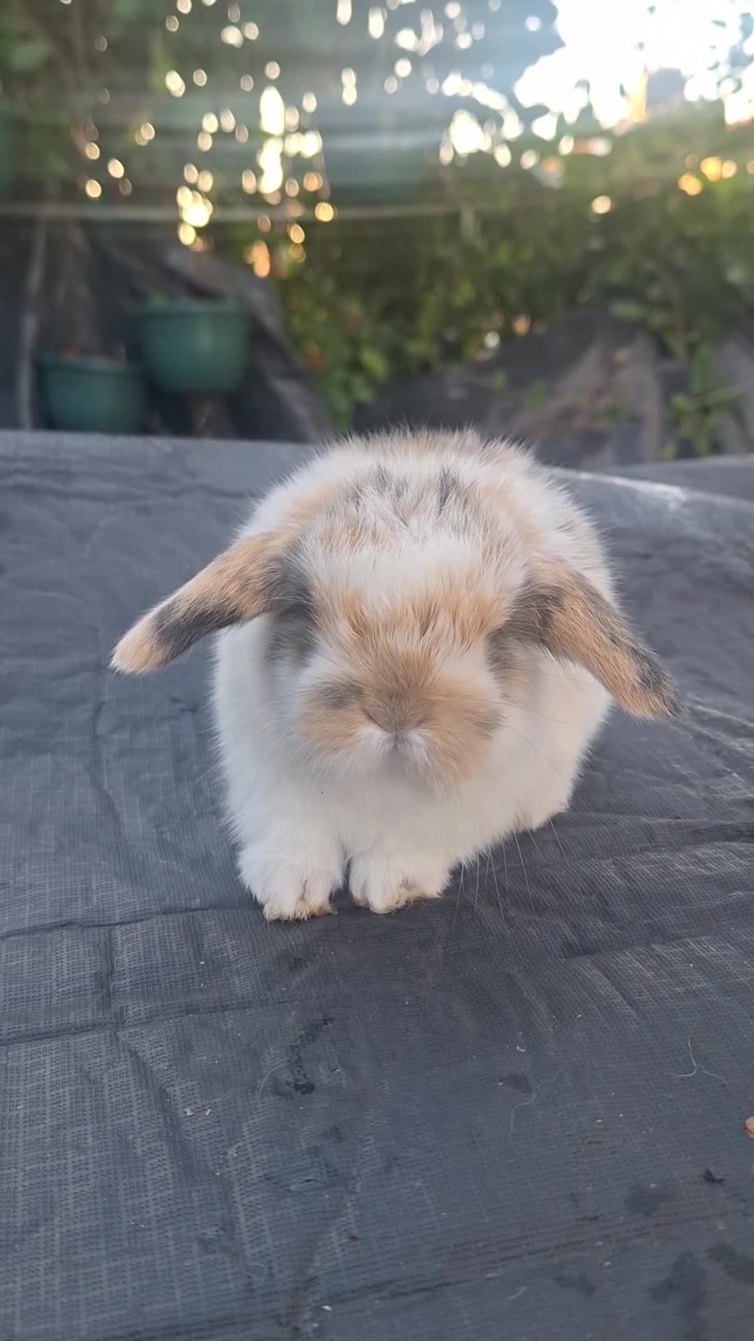 Mini Lop rabbits for sale: Beautiful purebred mini lop eared kits  - Video 1