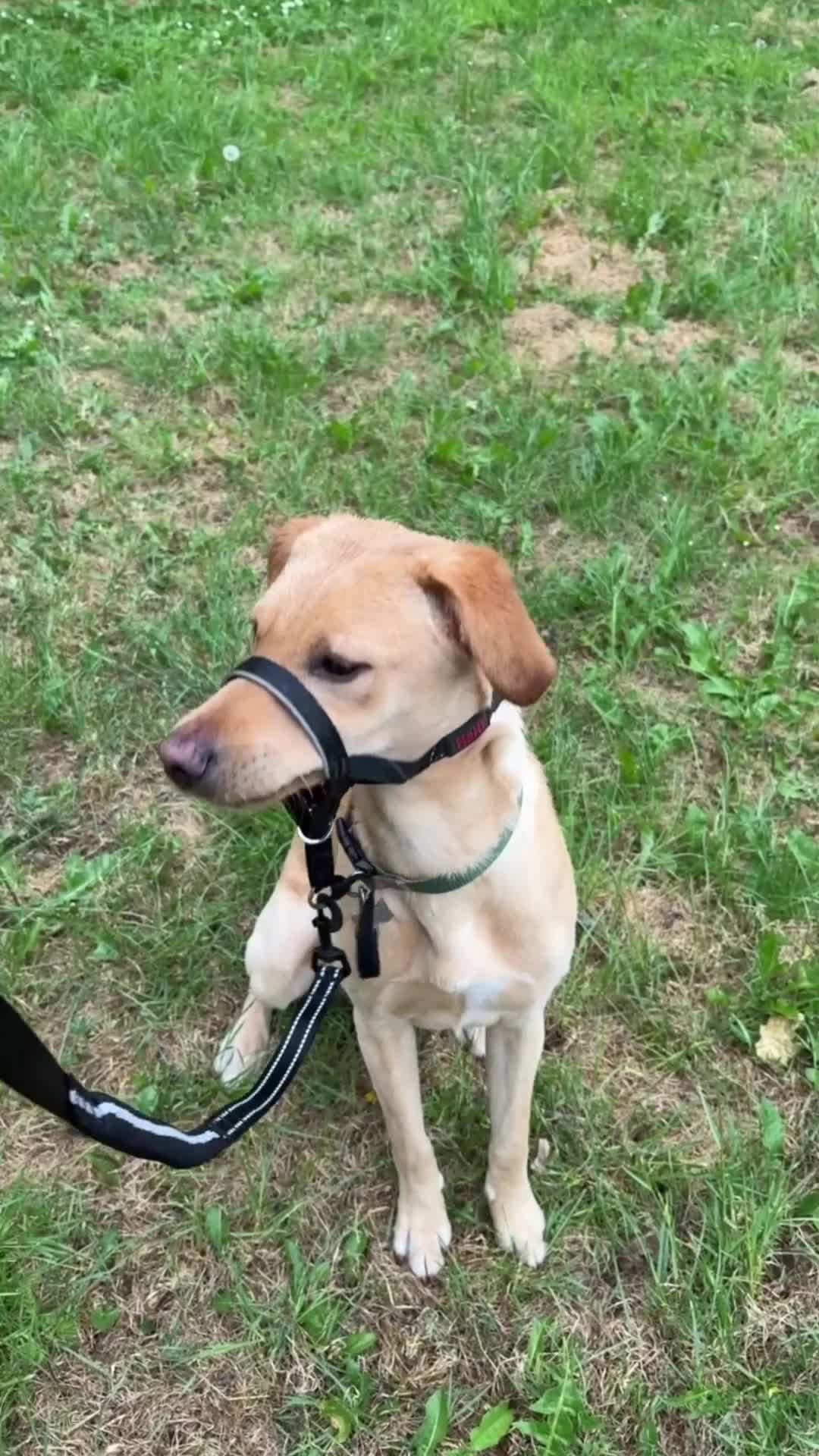 Labrador Retriever dogs for sale: SULLY Male Golden Labrador Retriever  - Video 1