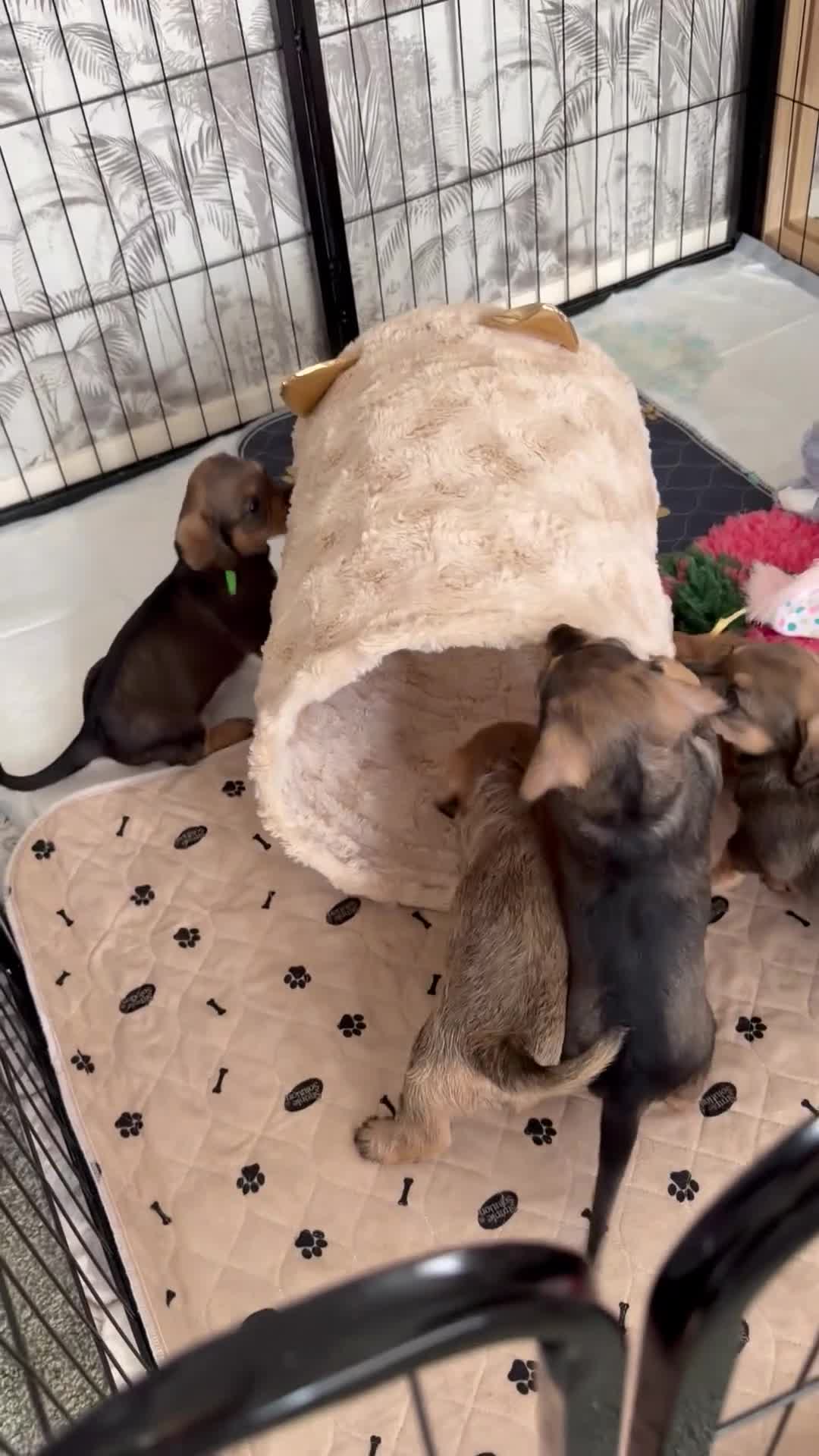 Mixed Breed dogs for sale: Miniature dachshund cross cavachons in Grantham - Video 1