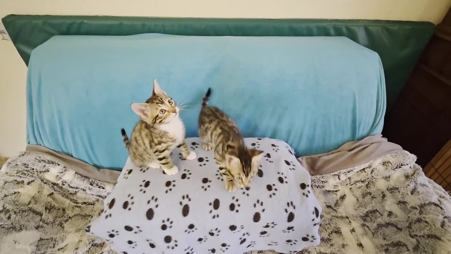 Bengal cats for sale: Adorable Bengal Cross Kittens for Sale - Video 2