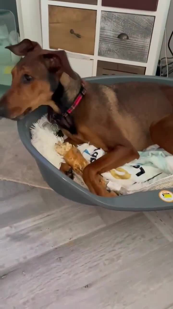 Mixed Breed dogs for adoption: Bonnie – Ball-obsessed bestie seeks forever home in Birmingham - Video 5