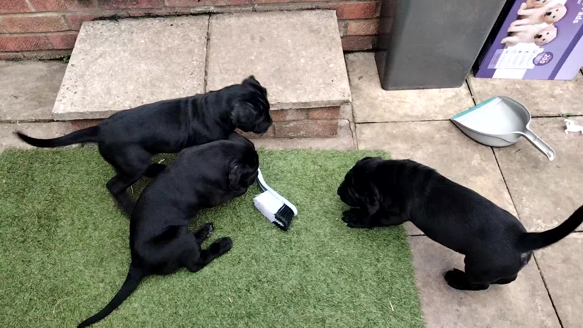 Cane Corso dogs for sale: Cane Corso puppies 14/11/25 - Video 5
