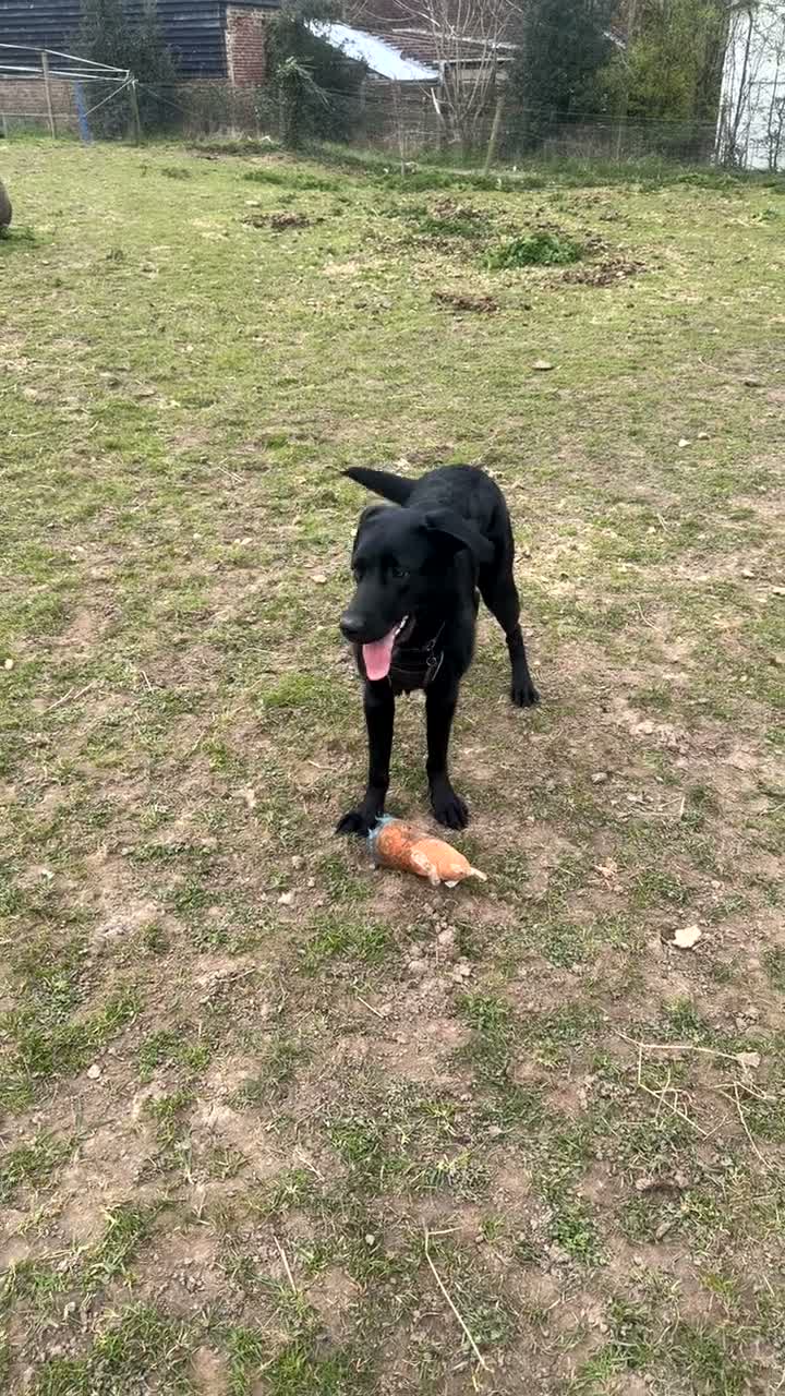 Labrador Retriever dogs for sale: Much loved 18 month old lab  in Birchington - Video 1