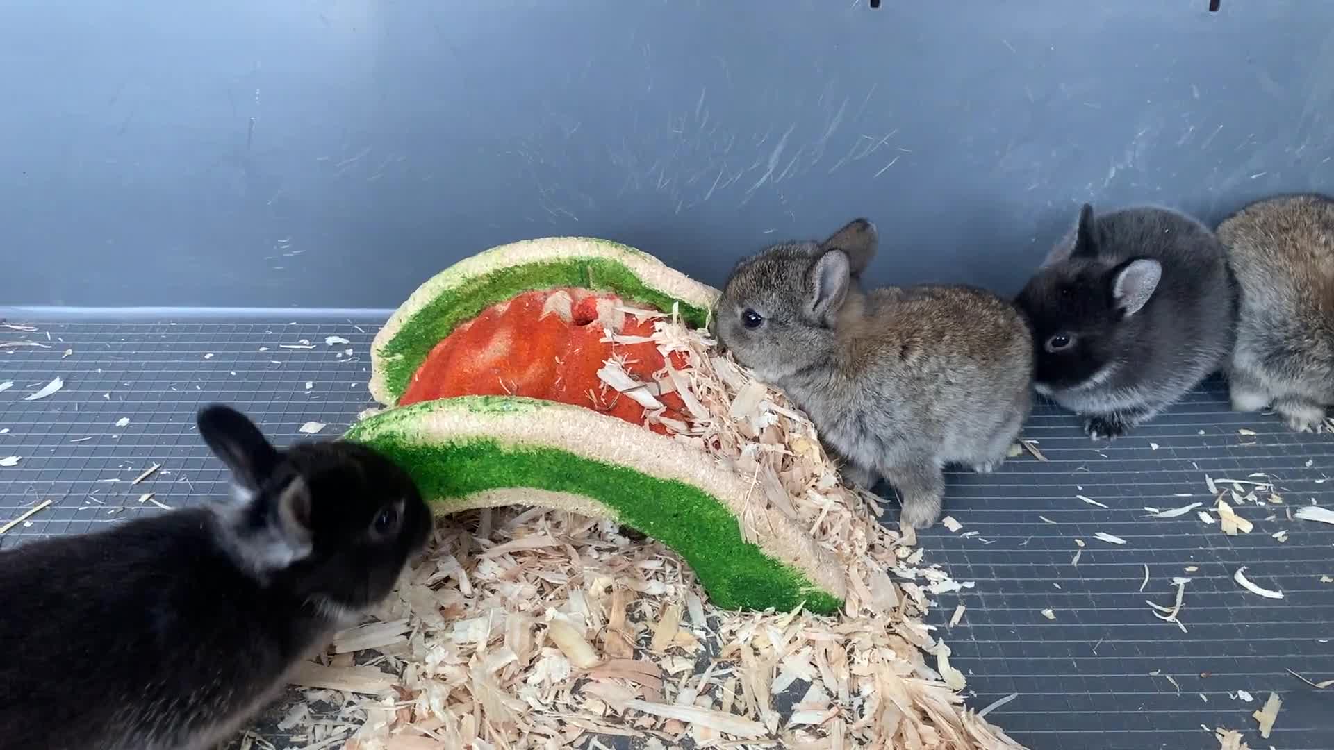 Netherland Dwarf rabbits for sale: Gorgeous Netherland Dwarf Rabbits - Ready in Sept - Video 4