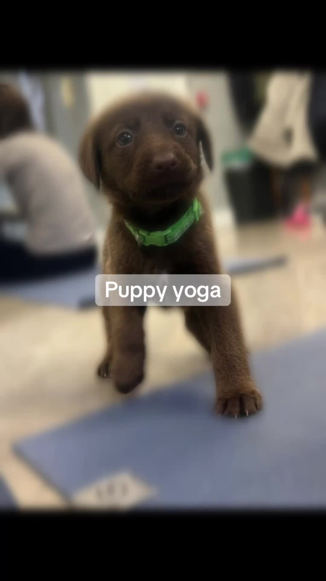 Mixed Breed dogs for sale: Beautiful Puppies – ONLY / LEFT!!! - Video 1