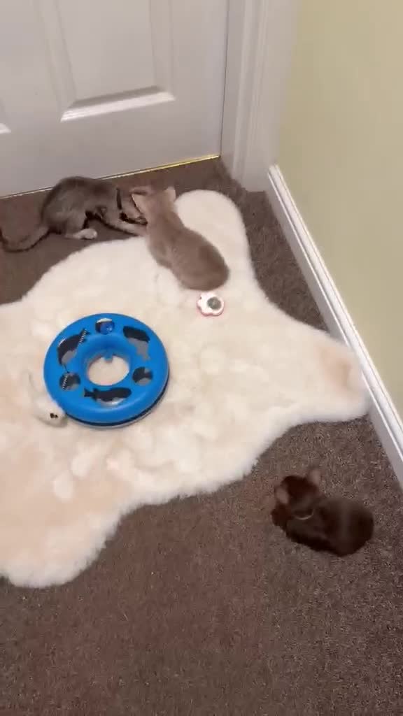 Oriental cats for sale: GCCF Oriental Kittens  - Video 1