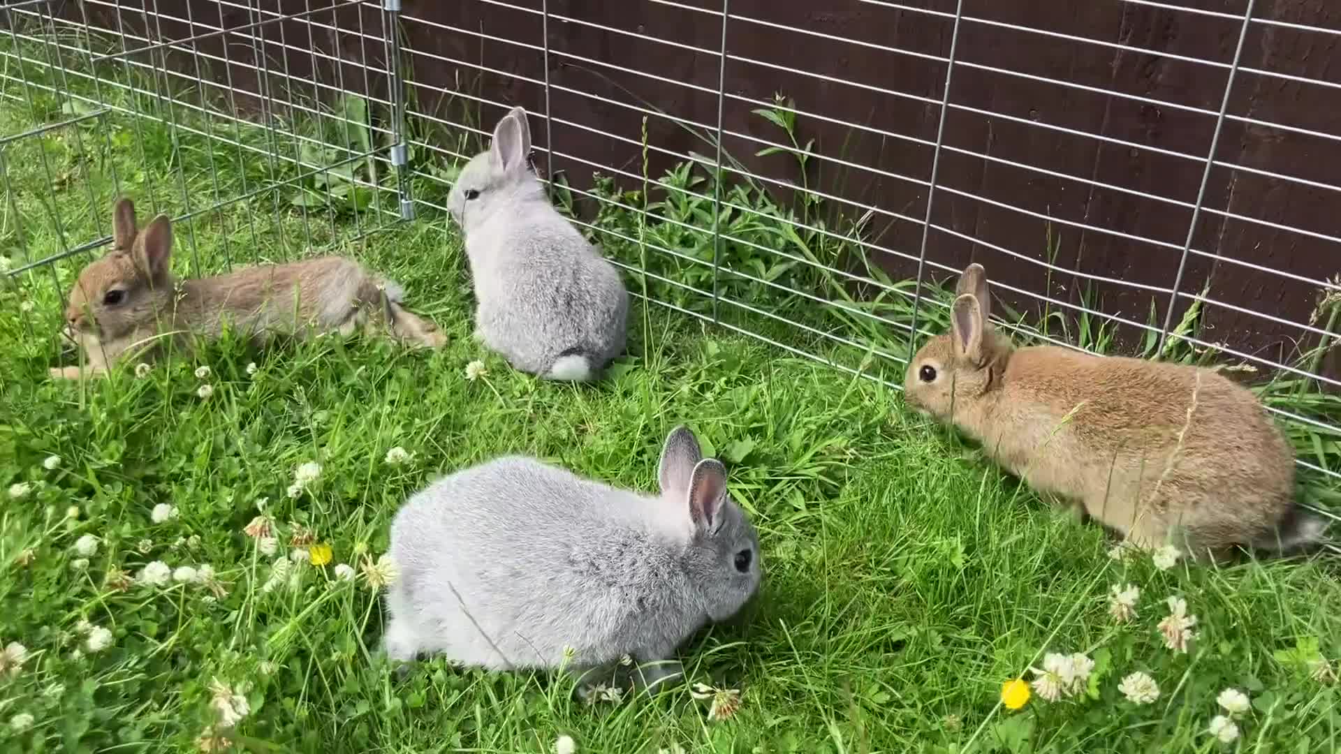 Netherland Dwarf rabbits for sale: FOUR BABY NETHERLAND DWARFS FOR SALE - Video 1
