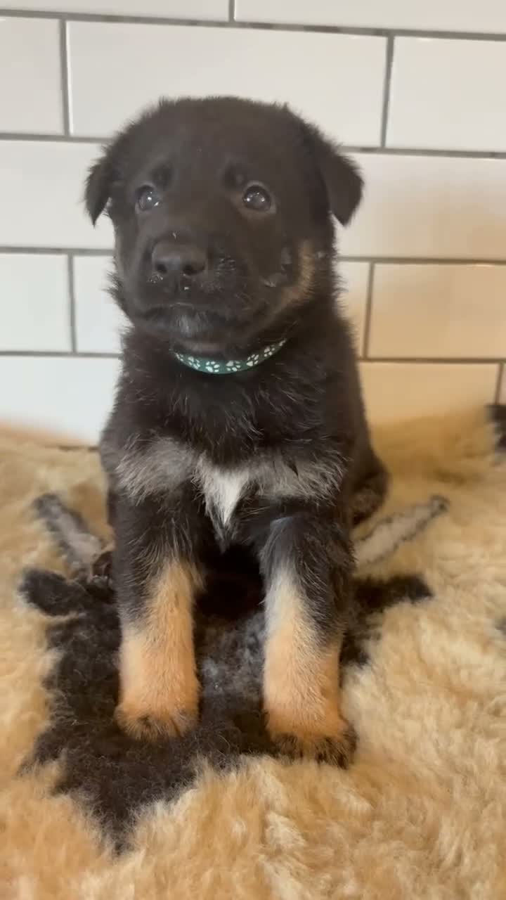 German Shepherd dogs for sale: Fully health tested German shepherd Puppies. - Video 2