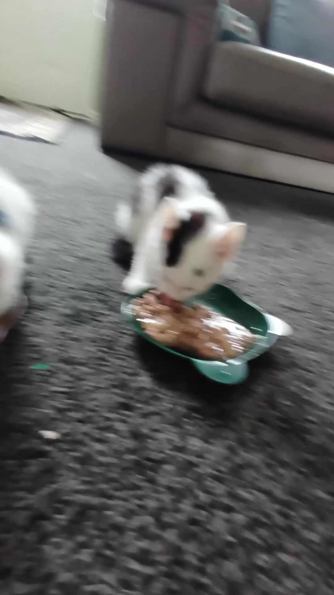 Mixed Breed cats for sale: Boy kittens  - Video 2