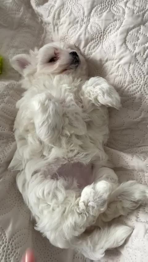 Maltese dogs for sale: ✨ Mini Korean Maltese Puppies, boy and girl ✨ - Video 1