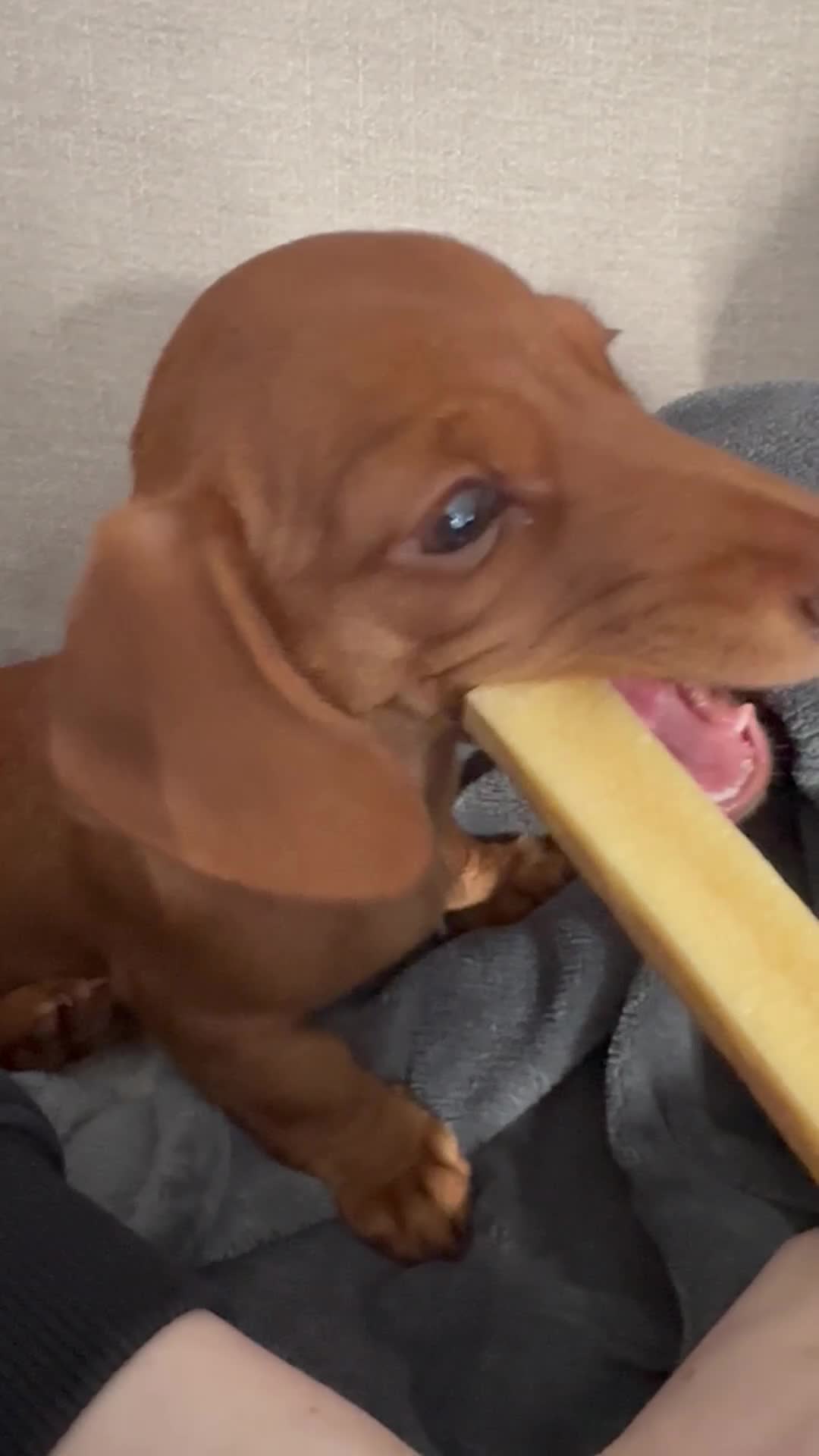 Miniature Dachshund dogs for sale: Mini smooth red dachshund girl - Video 3