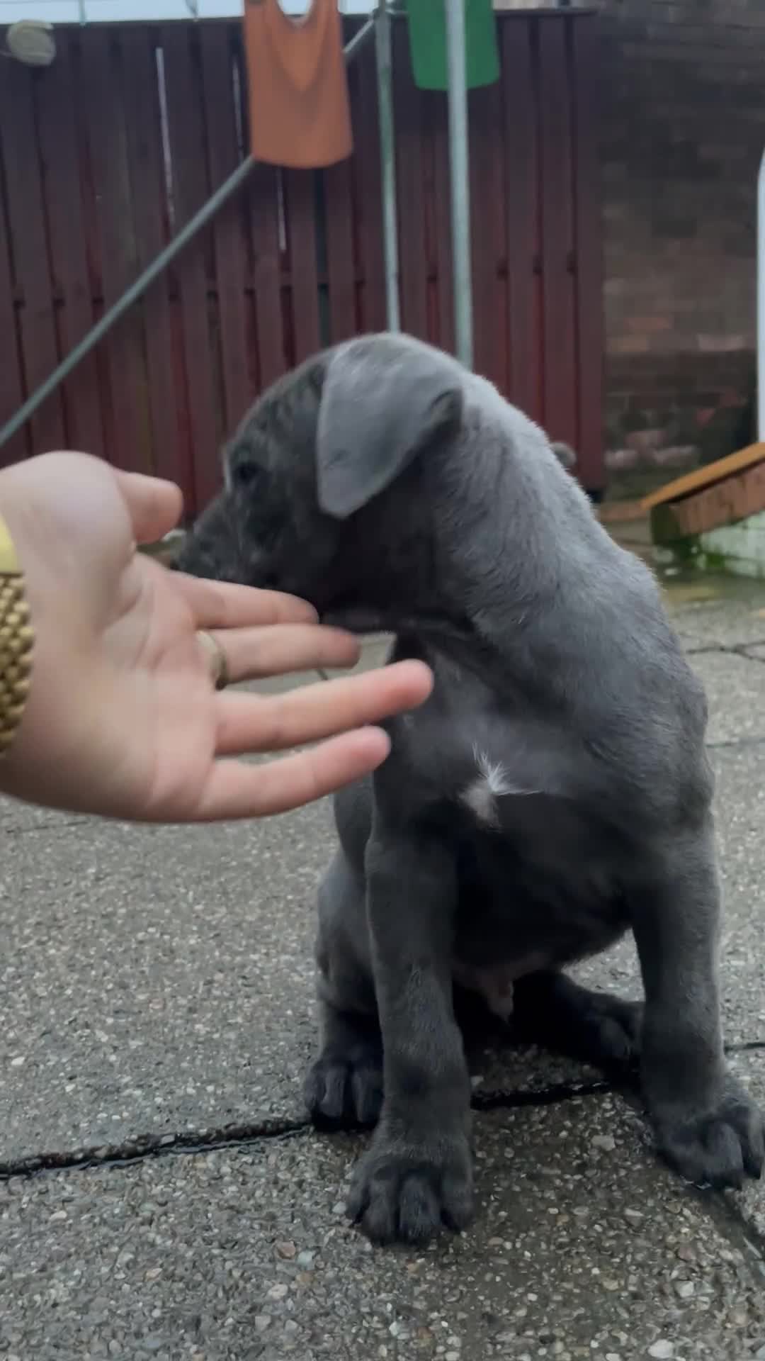 Cane Corso dogs for sale: cane corso pups - Video 1