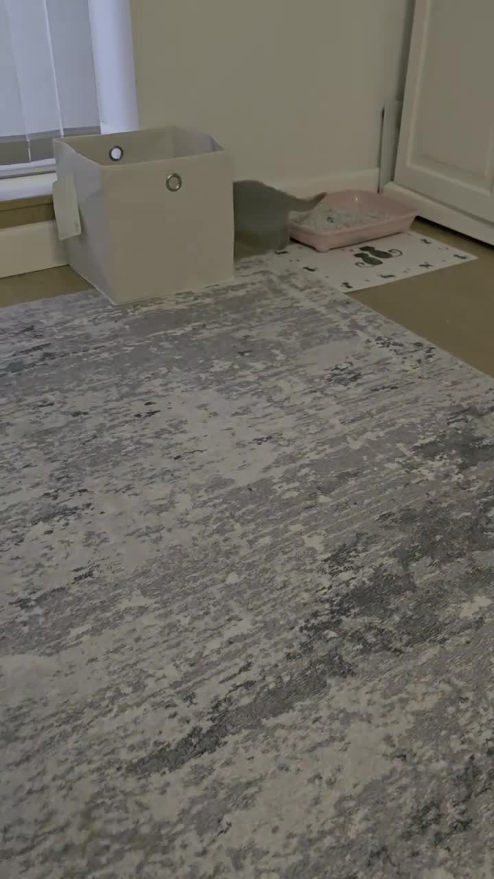 British Shorthair cats for sale: ASH-Male British Shorthair - Video 1