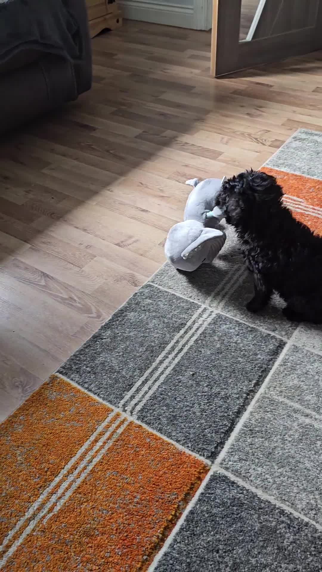 Cockapoo dogs for sale: Adorable male cockapoo  in Morecambe - Video 1