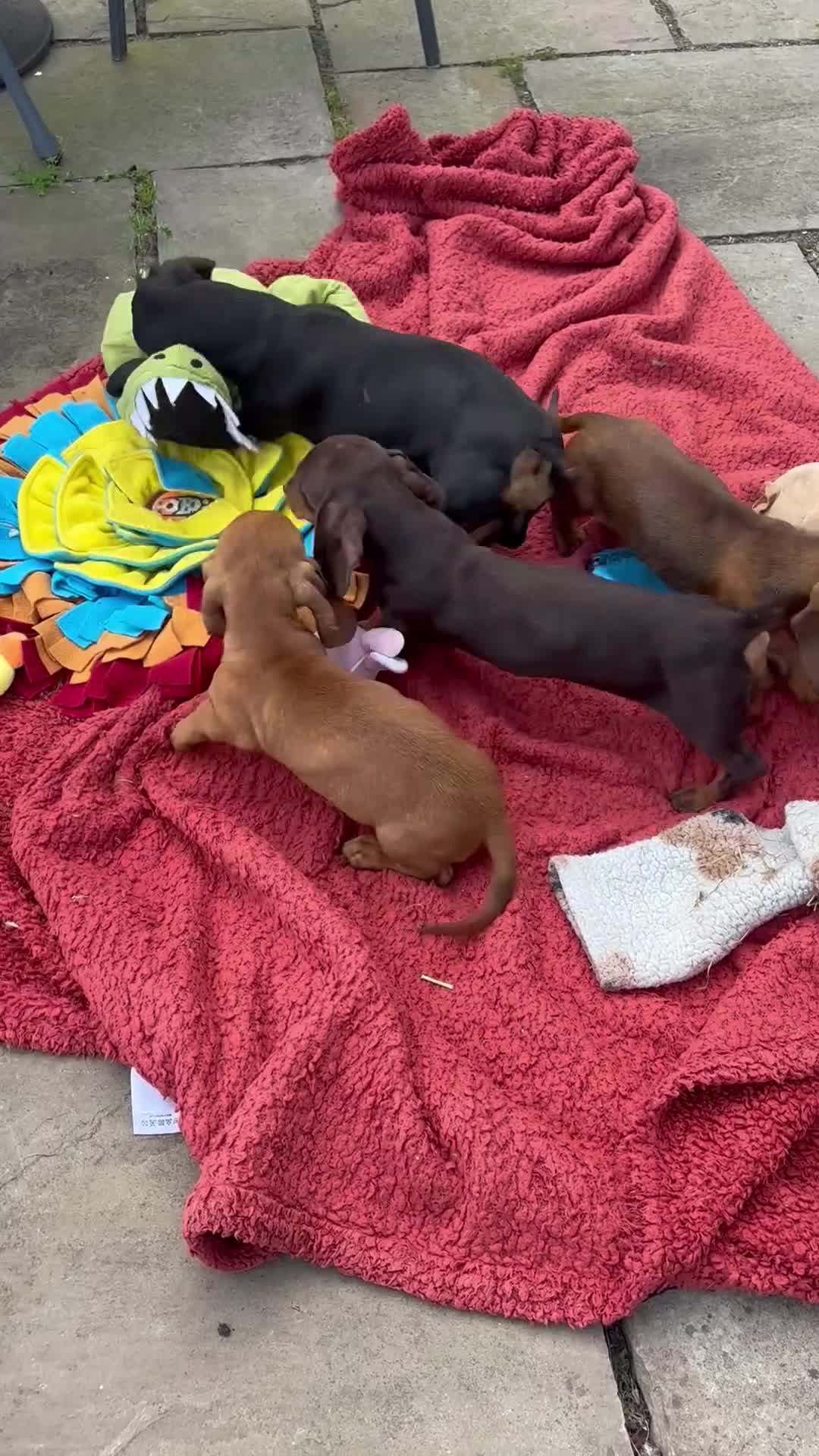 Miniature Dachshund dogs for sale: BEAUTIFUL KC REG & PRA CLEAR MINIS - 0% inbreeding - Video 1