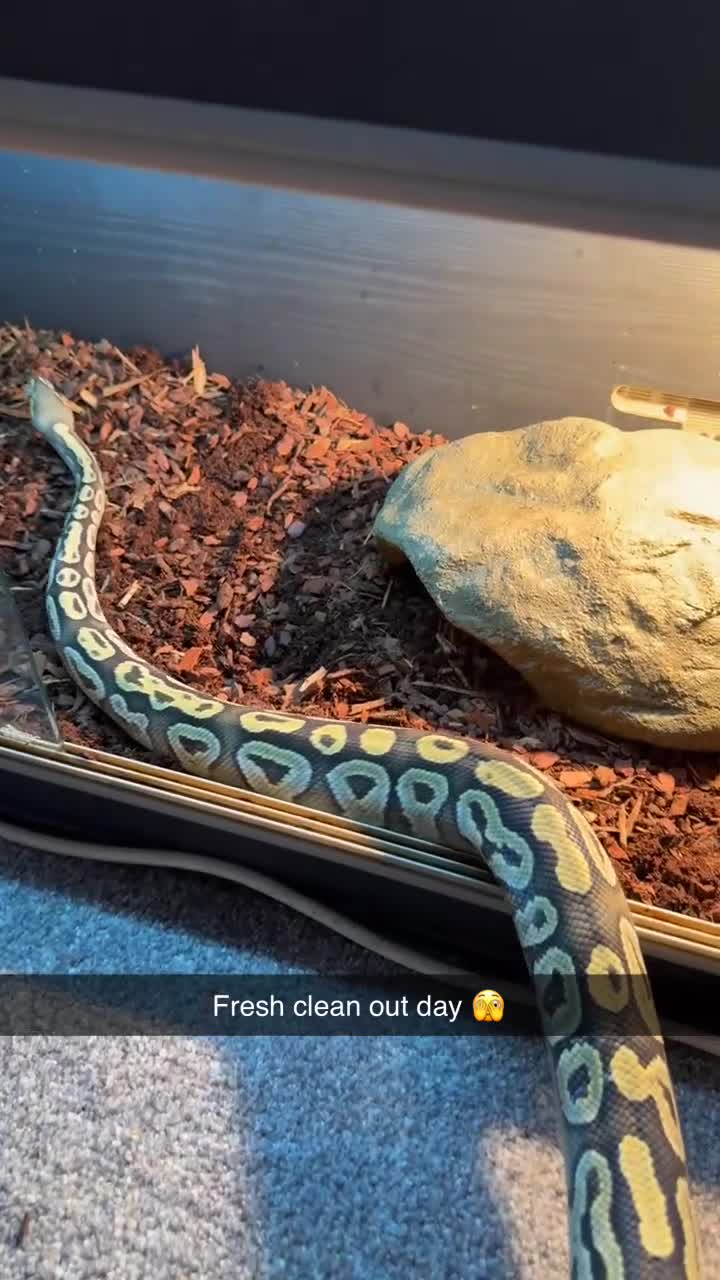 Python Snake reptiles for sale: Orange Ghost Mojave Female Royal Python - Video 1