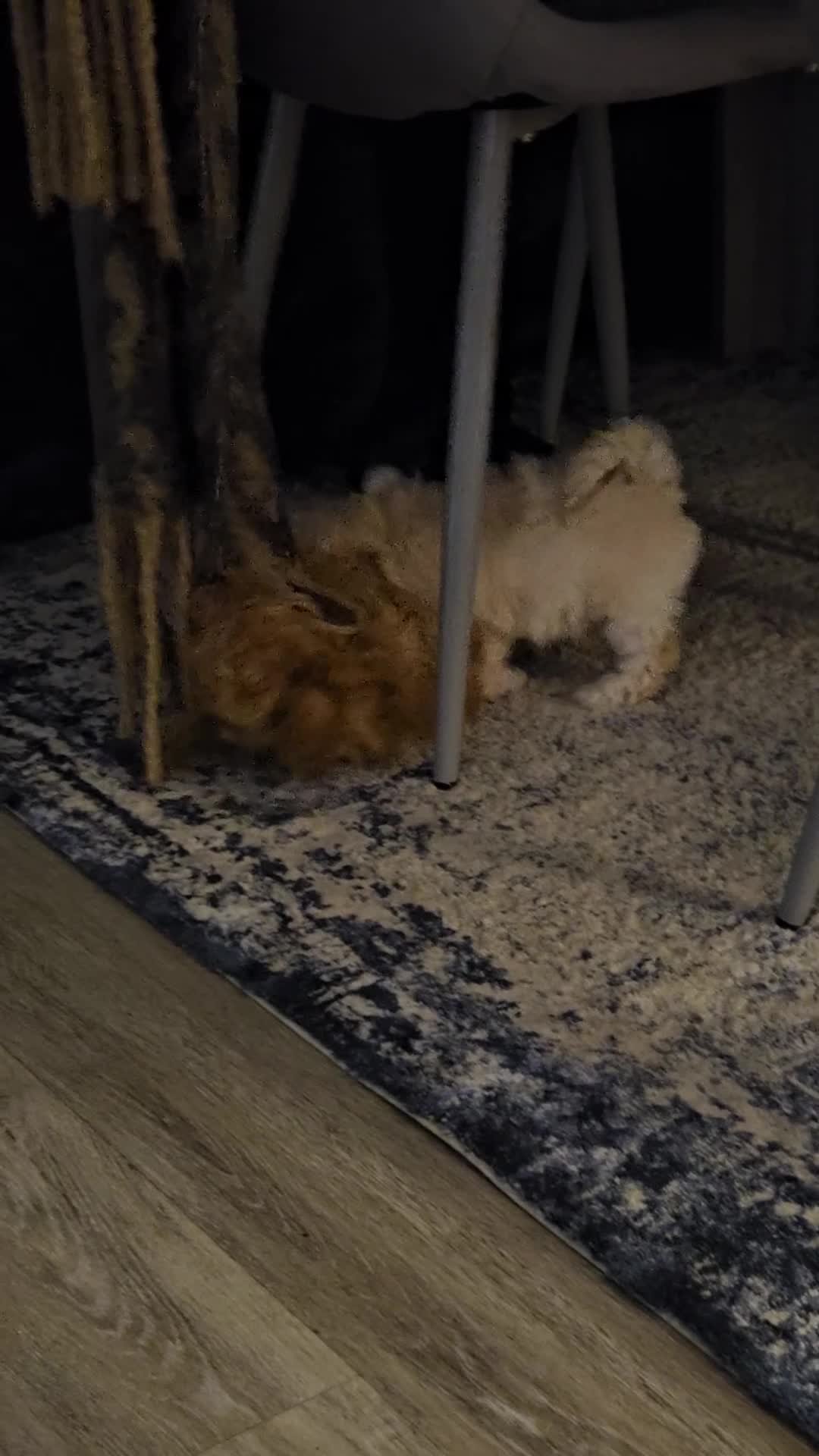 Poochon dogs for sale: 1 girl left!! Poochon pups ready to leave. - Video 1