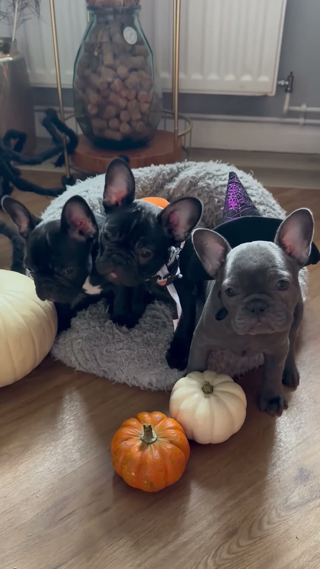 French Bulldog dogs for sale: 3 Gorgeous French Bulldog Puppies – Ready Now! 🐾 - Video 2