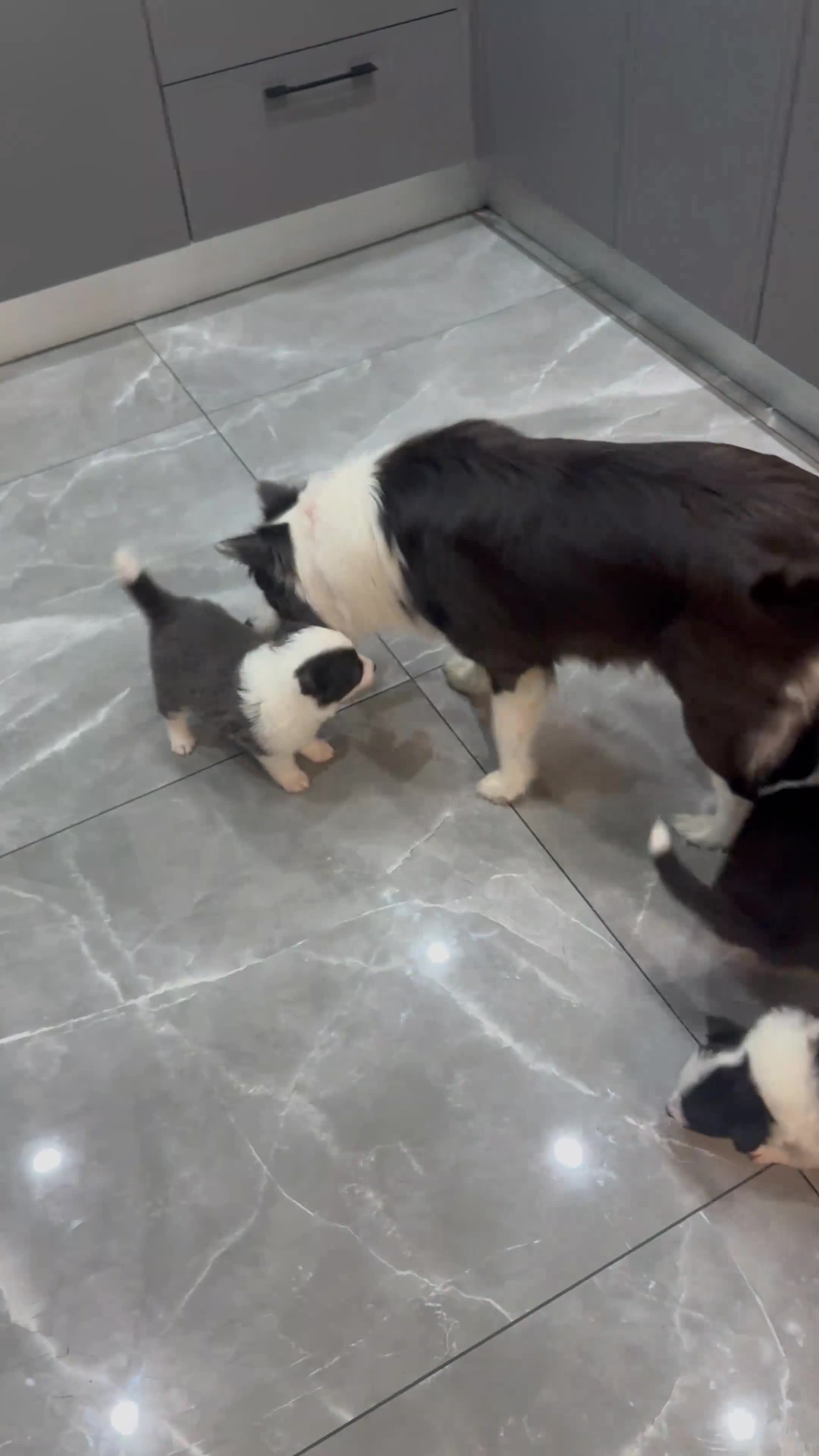 Border Collie dogs for sale: Border Collie Puppies For Sale - Video 3